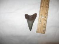2 3/16" Angustidens Shark Tooth